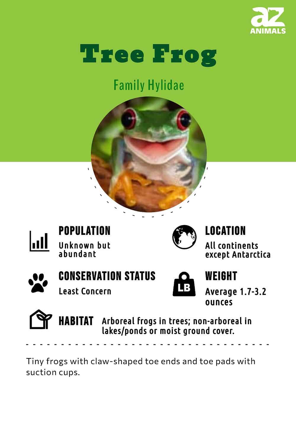 Tree Frog Animal Facts - A-Z Animals