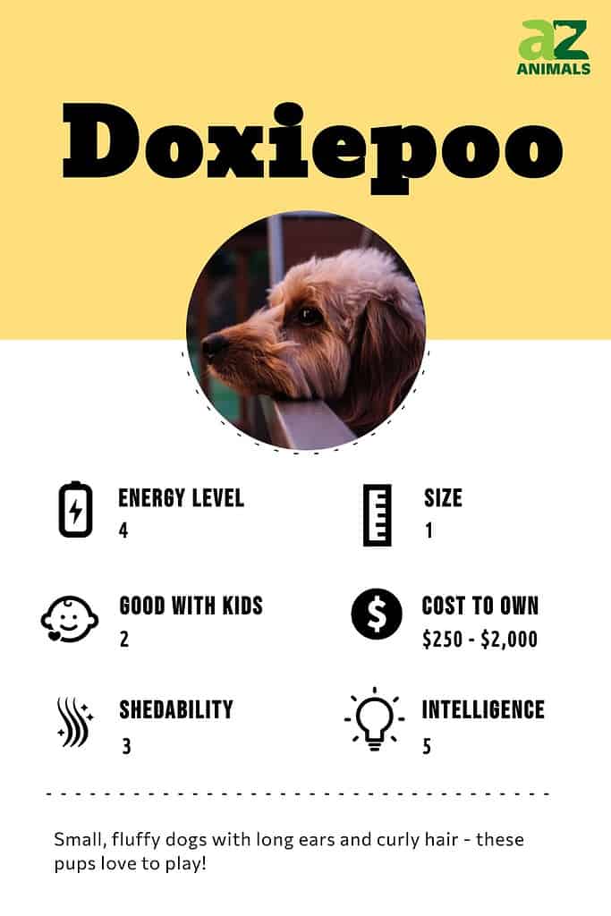 Doxiepoo for sale near 2024 me