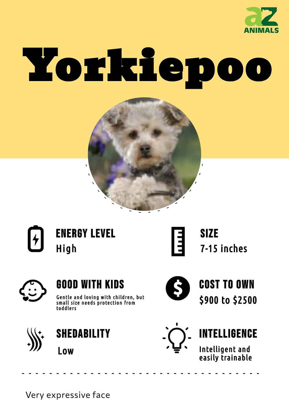 Yorkiepoo Dog Breed Complete Guide A