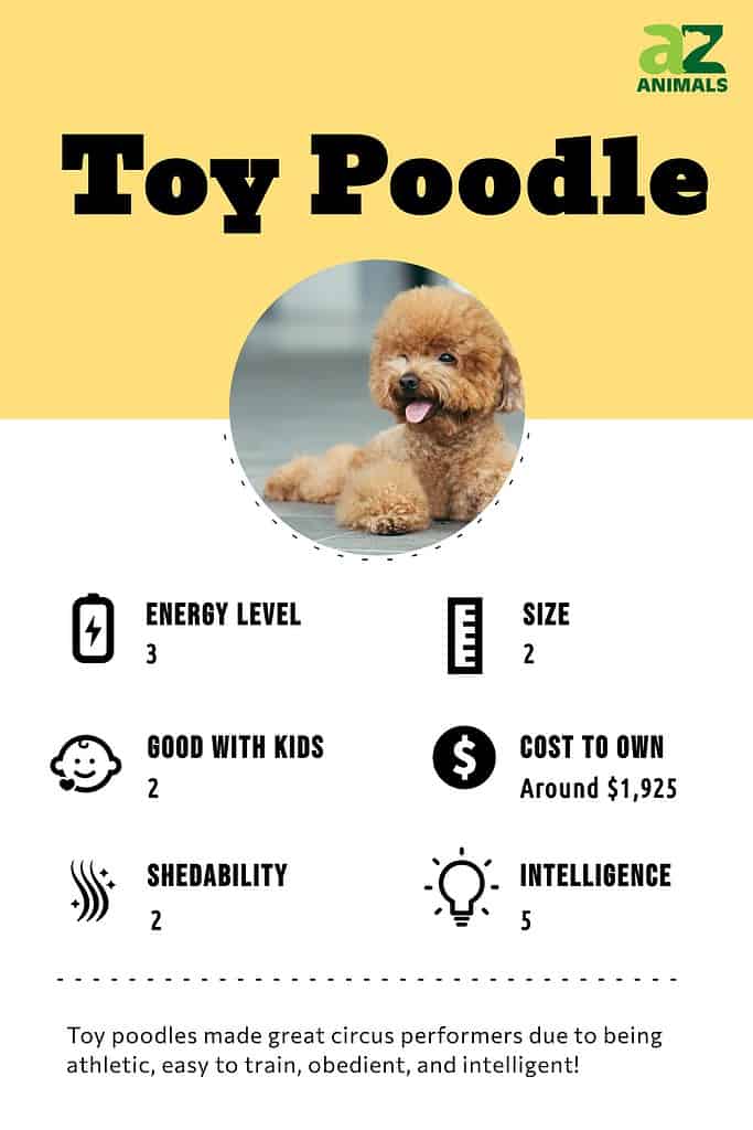 Toy Poodle vs Miniature Poodle vs Teacup Poodle - A-Z Animals