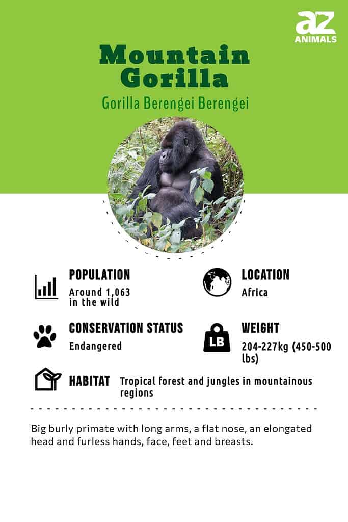 mountain gorilla habitat map