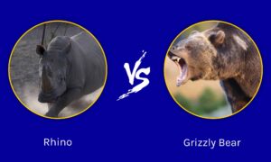 Grizzly Bear vs. Rhino: Which Powerful Beast Wins in a Fight? Picture