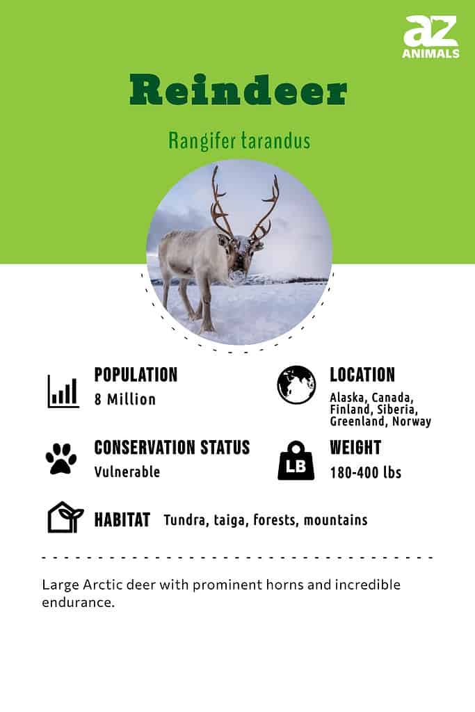 What is Reindeer Moss? - A-Z Animals