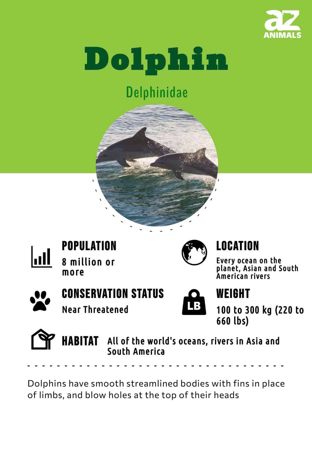 Dolphin Facts - Animal Facts Encyclopedia