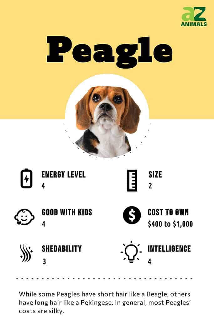 Peagle - A-Z Animals