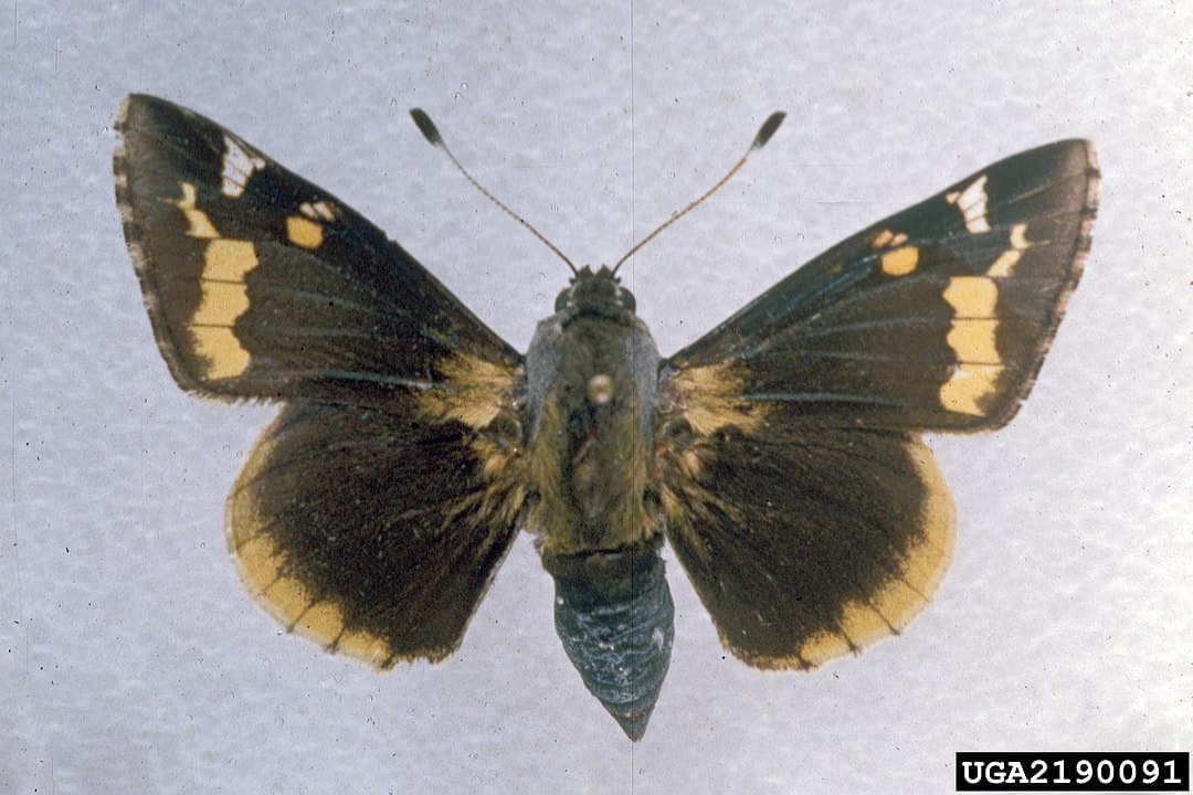 yucca giant skipper