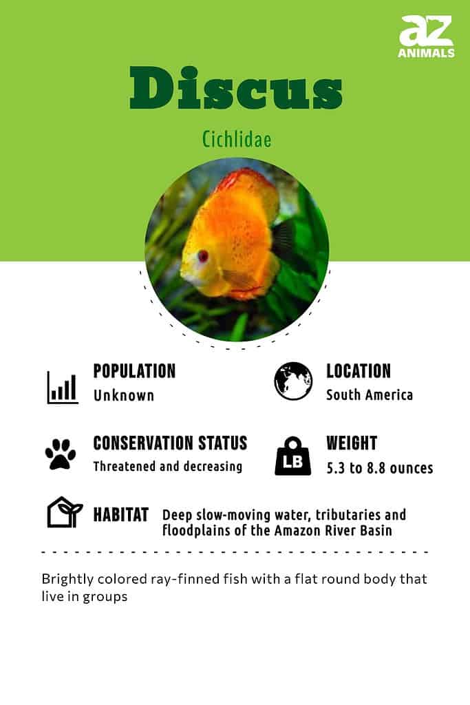 Disucs fish infographic