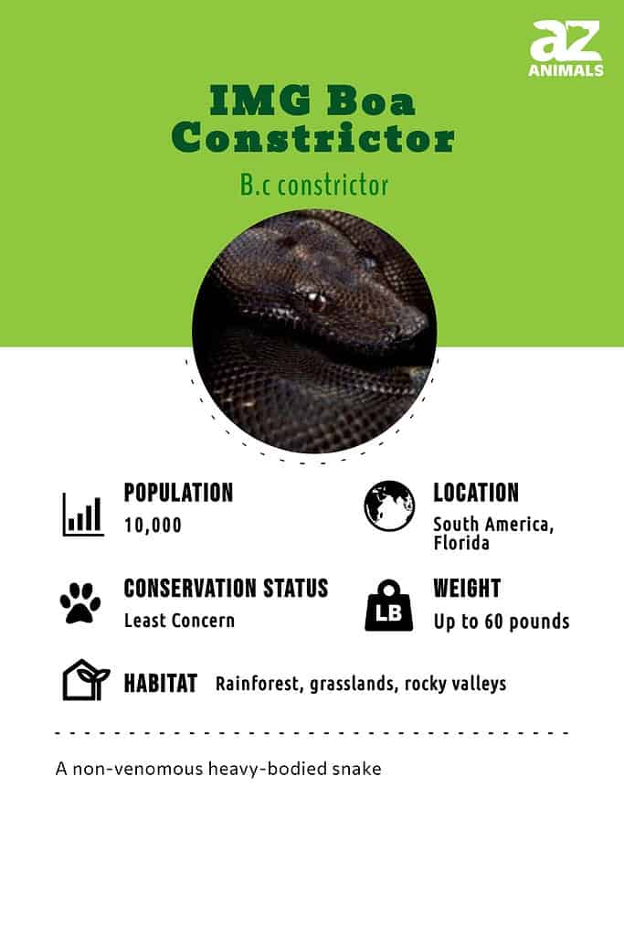IMG Boa Constrictor infographic