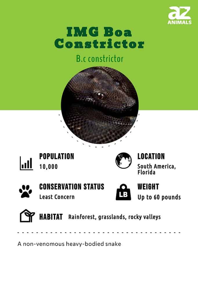 Motley (Colombian) - Boa Constrictor Traits - Morphpedia