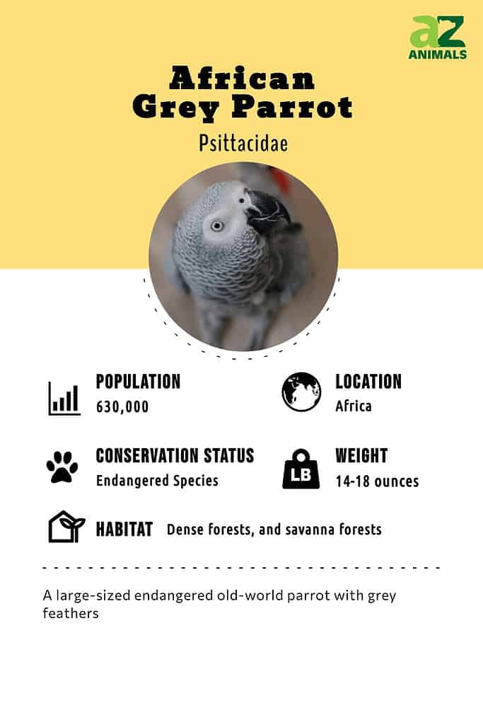 African Grey Parrot infographic