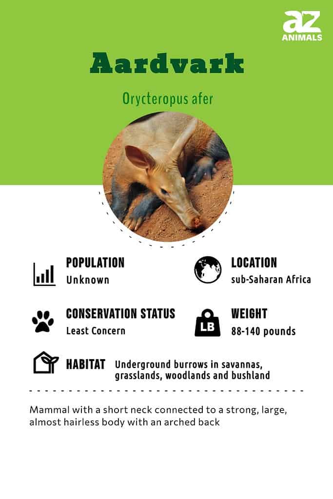 Aardvark infographic