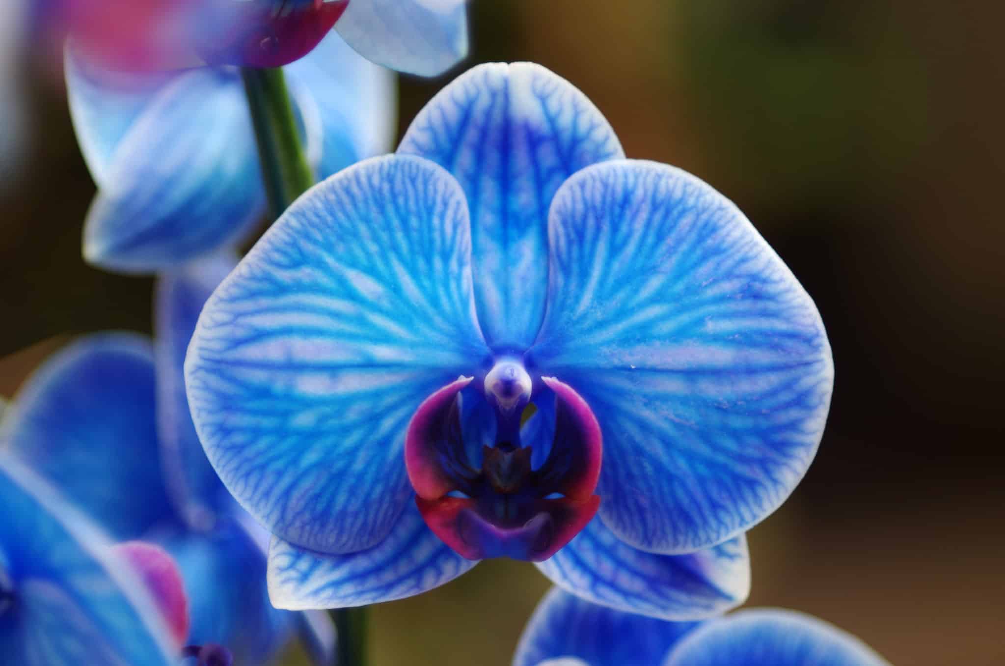Orchids embody luxury and fragility.
