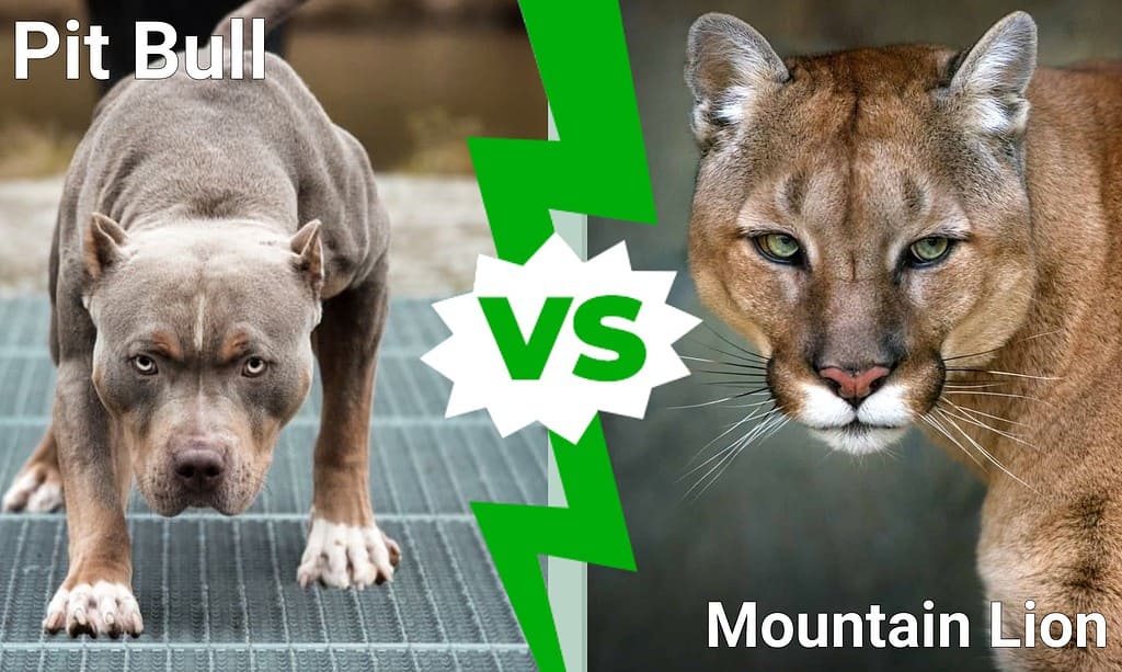 Pit Bull vs Mountain Lion
