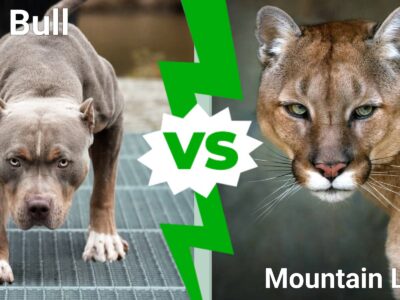 A Pit Bull vs. Mountain Lion: Which Animal Would Win a Fight?