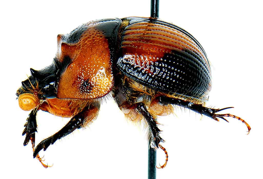 Bolbocerosoma tumefactum (Beauvois) lateral