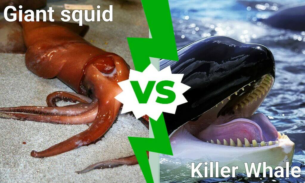 Epic Battle: Can a Giant Squid Take Down a Killer Whale in a Fight? - A