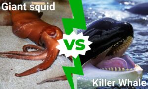 Epic Battle: Can a Giant Squid Take Down a Killer Whale in a Fight? photo