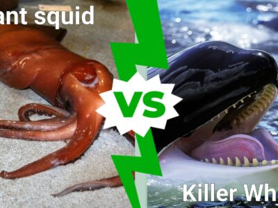 A Epic Battle: Can a Giant Squid Take Down a Killer Whale in a Fight?