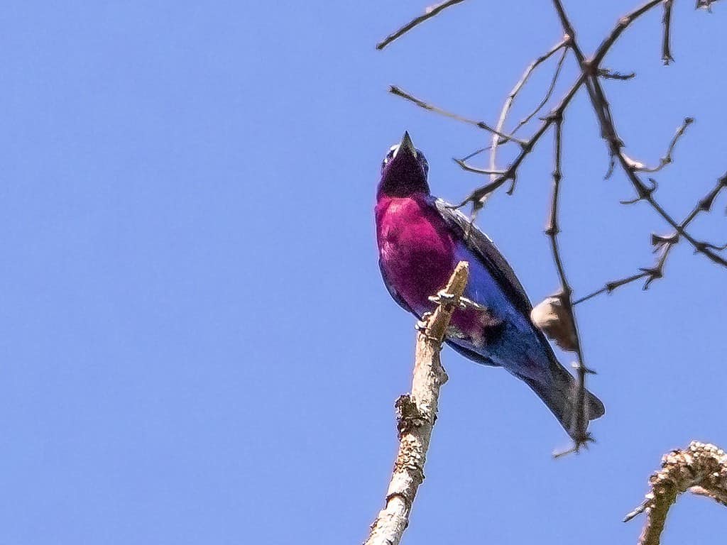 purple-breasted cotinga