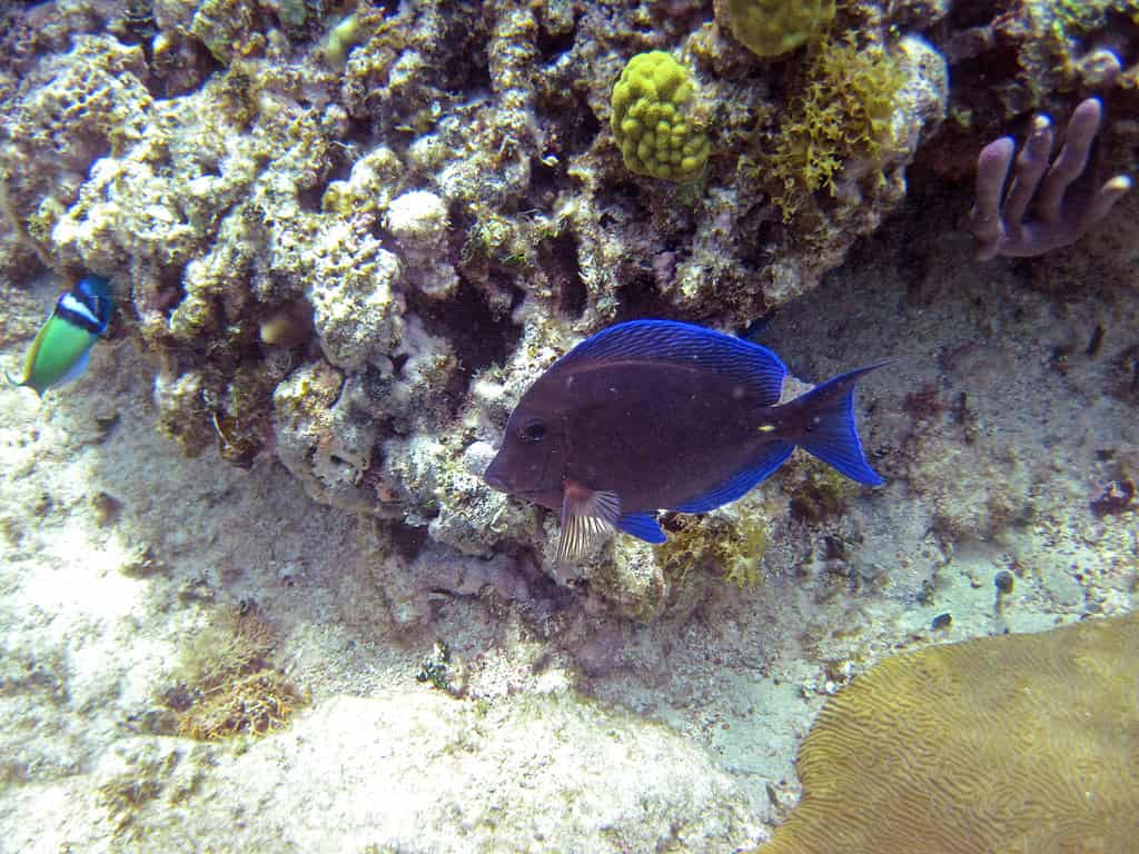 Acanthurus coeruleus (blue tang)