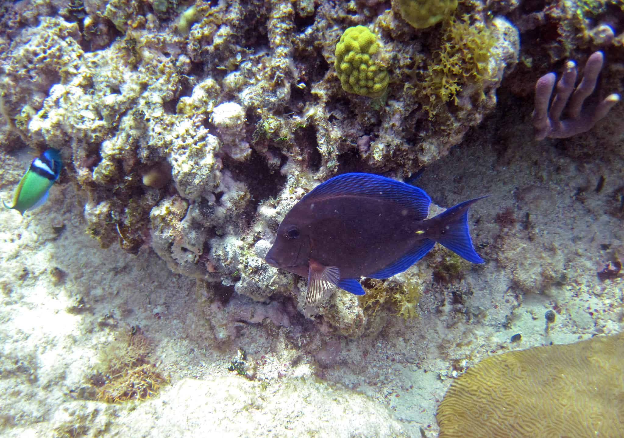Blue Tang AZ Animals