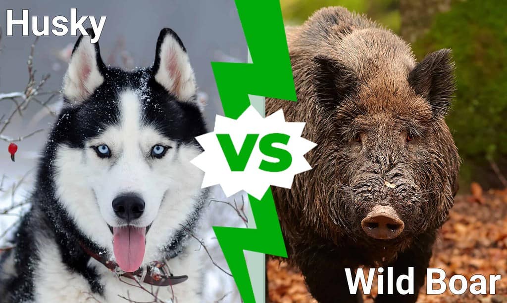 Husky vs Wild Boar