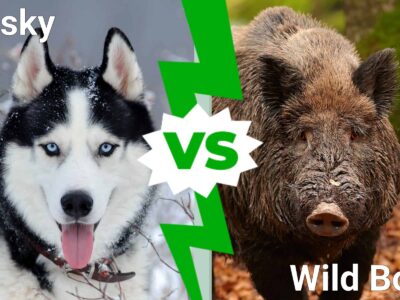 A Husky vs. Wild Boar: Which Animal Would Win a Fight?