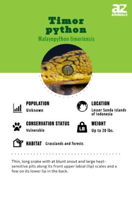 Timor python Animal Facts - Malayopython timoriensis - A-Z Animals