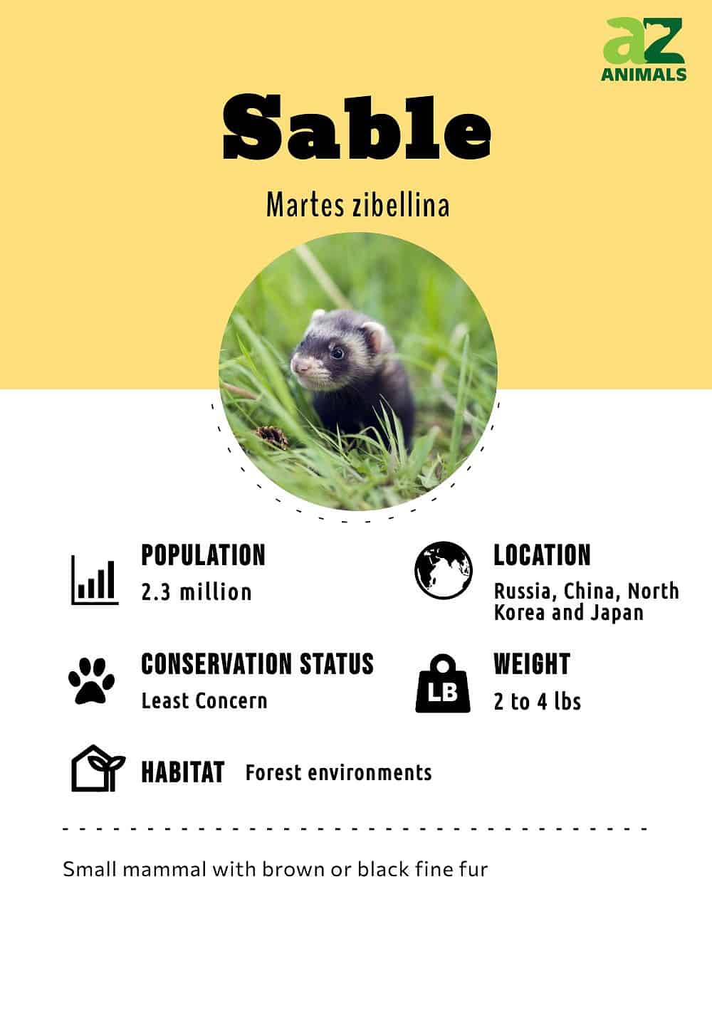 Sable - Facts, Diet, Habitat & Pictures on