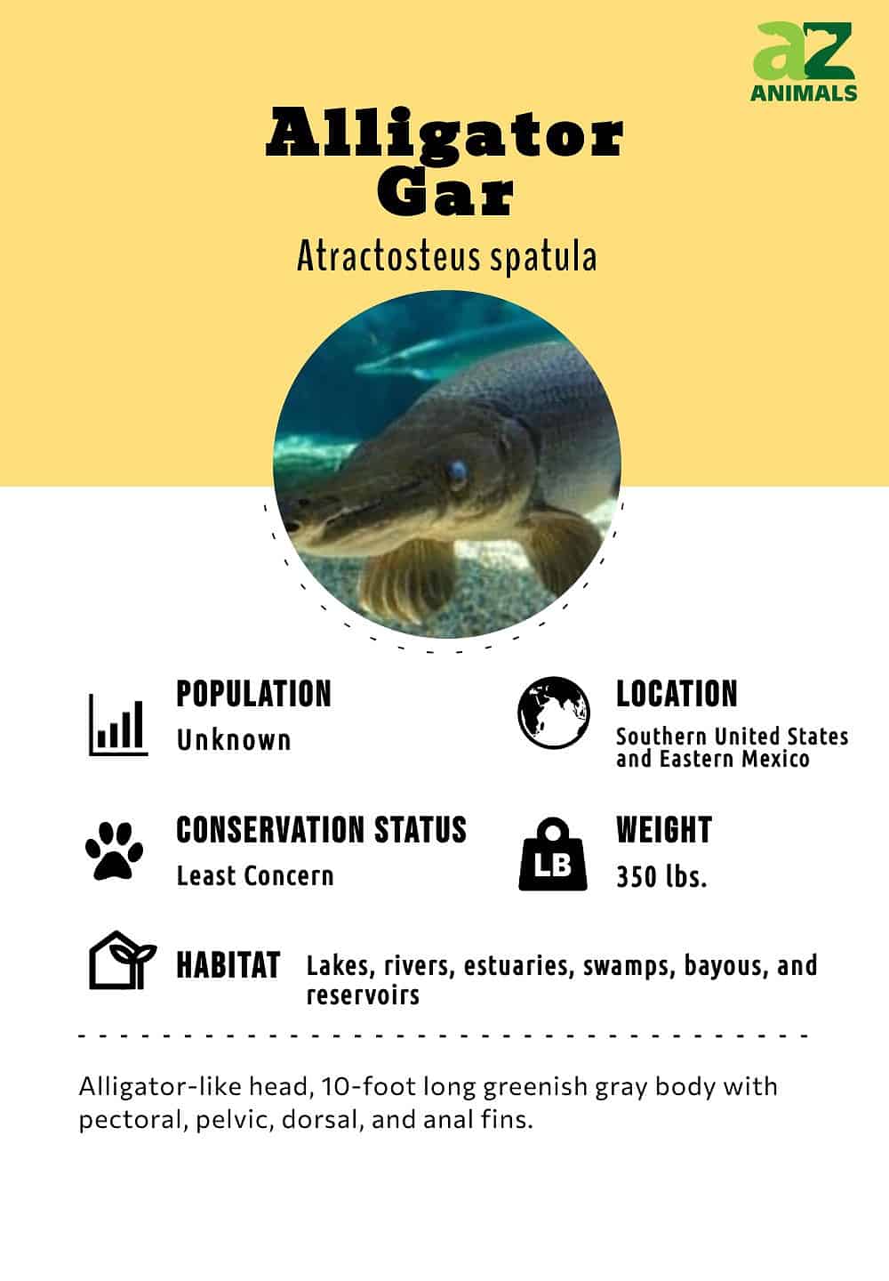Alligator Gar Fish Facts  Atractosteus spatula - A-Z Animals