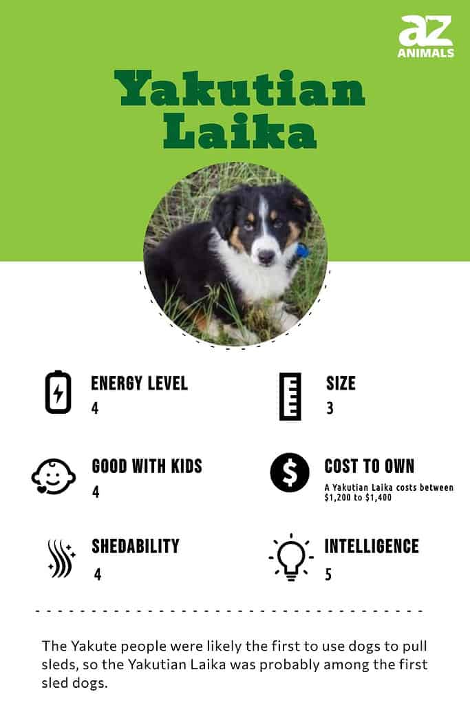 is a laika a good family dog