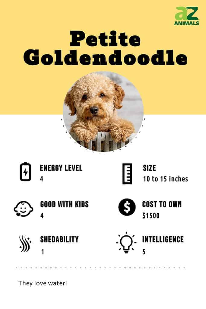 Best puppy food for mini outlet goldendoodle