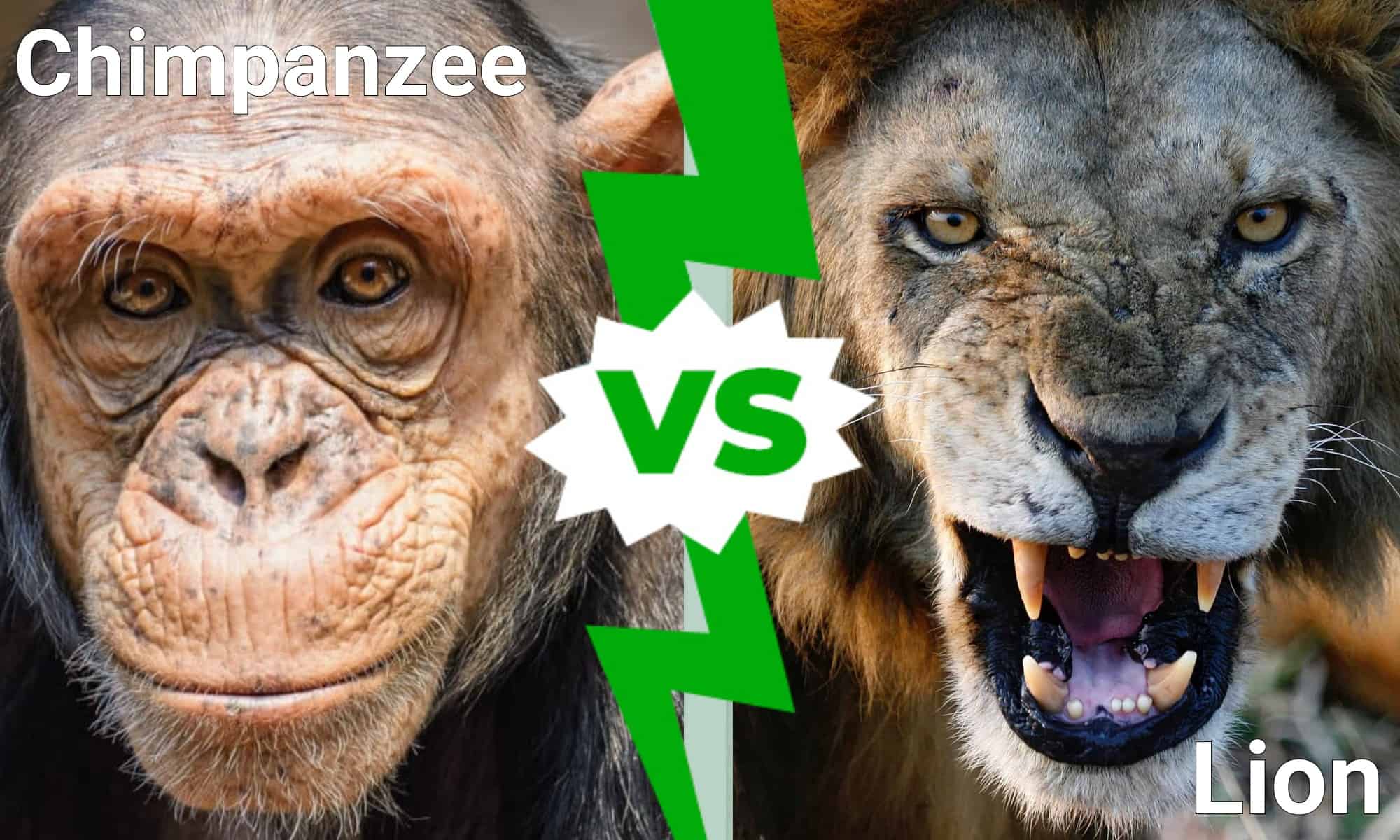 Could an Unarmed Human Beat a Chimpanzee? - A-Z Animals