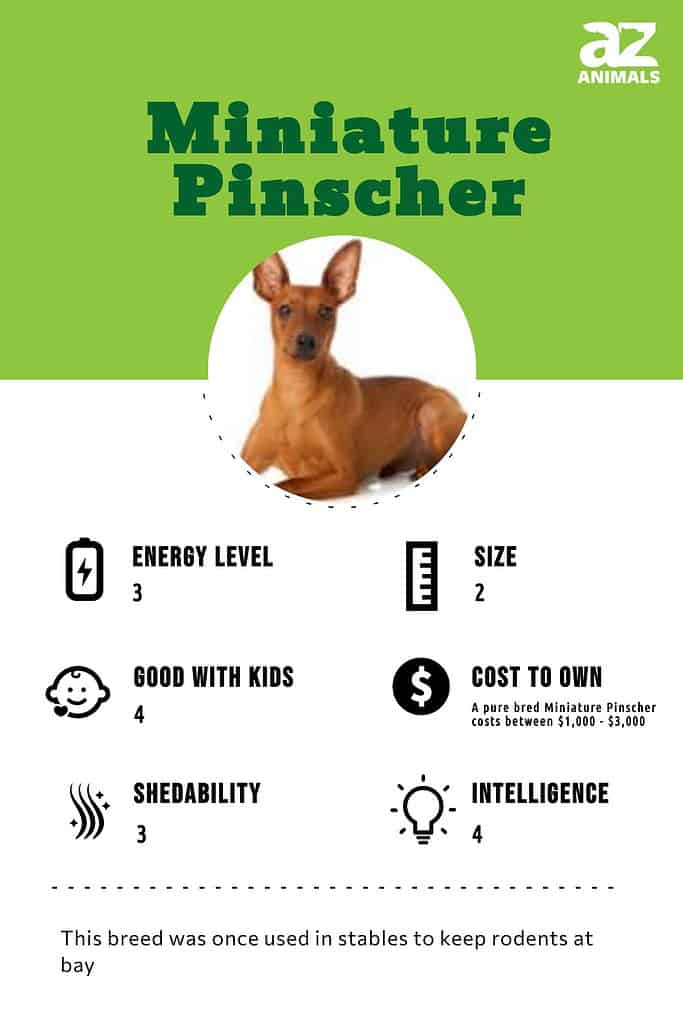 how much does a miniature doberman pinscher cost