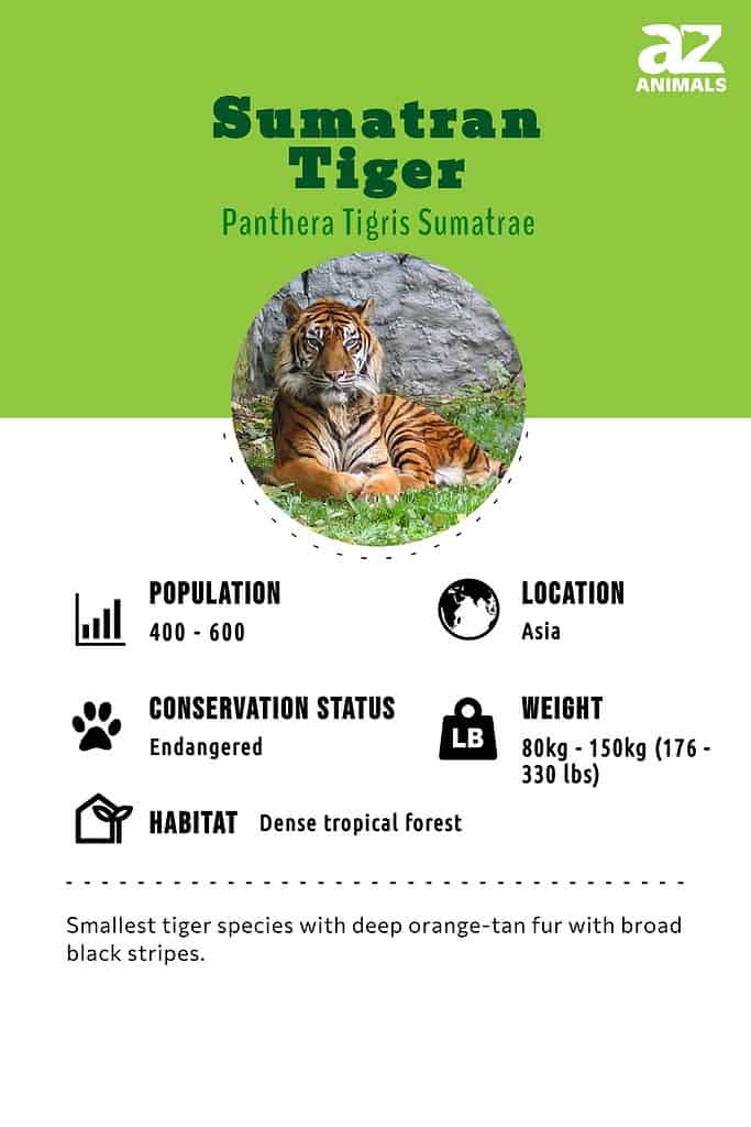 Where do tigers live? And other tiger facts, Stories