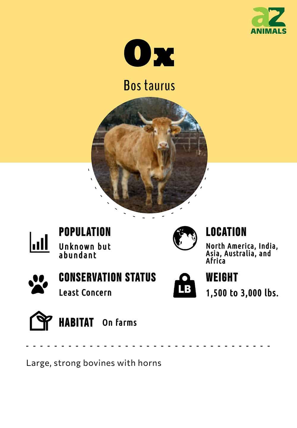 ox-animal-facts-bos-taurus-a-z-animals