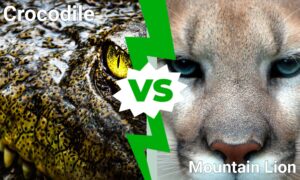 Hungry Crocodile vs. Fearless Mountain Lion: Who Wins in a Battle Between the Two? Picture