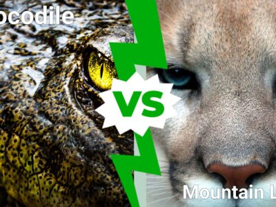 A Hungry Crocodile vs. Fearless Mountain Lion: Who Wins in a Battle Between the Two?