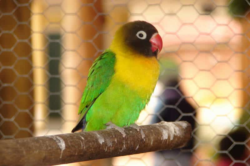 Agapornis personata, yellow-collared lovebird, black-masked lovebird
