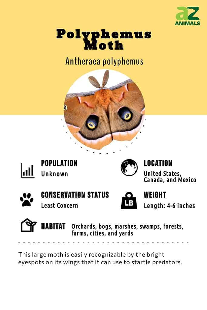 polyphemus moth caterpillar size