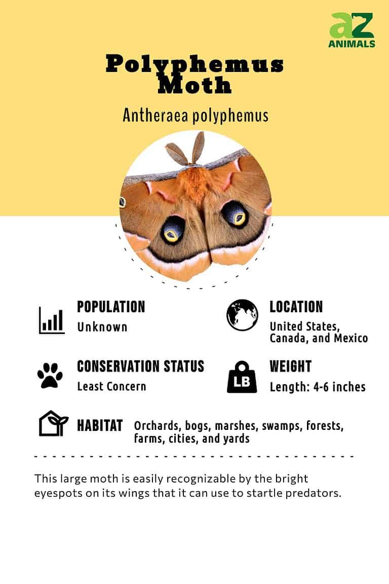 Polyphemus Moth - A-Z Animals