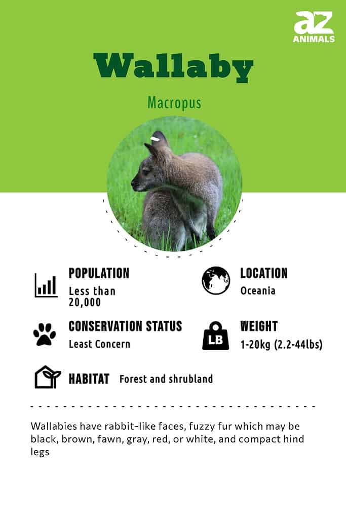 wallaby animal facts