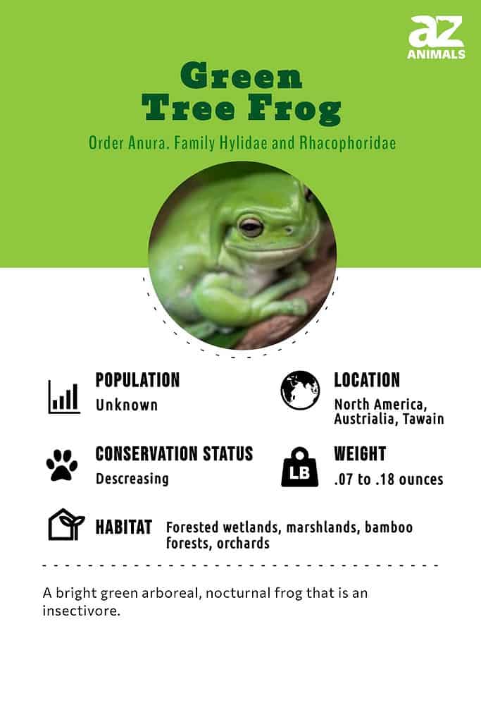 Green tree frog infographic