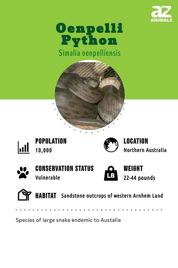Simalia oenpelliensis infographic