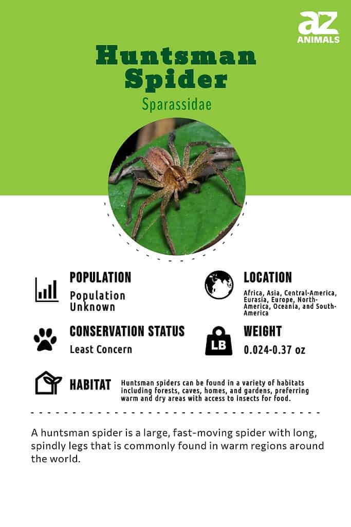 Huntsman Spiders - The Australian Museum