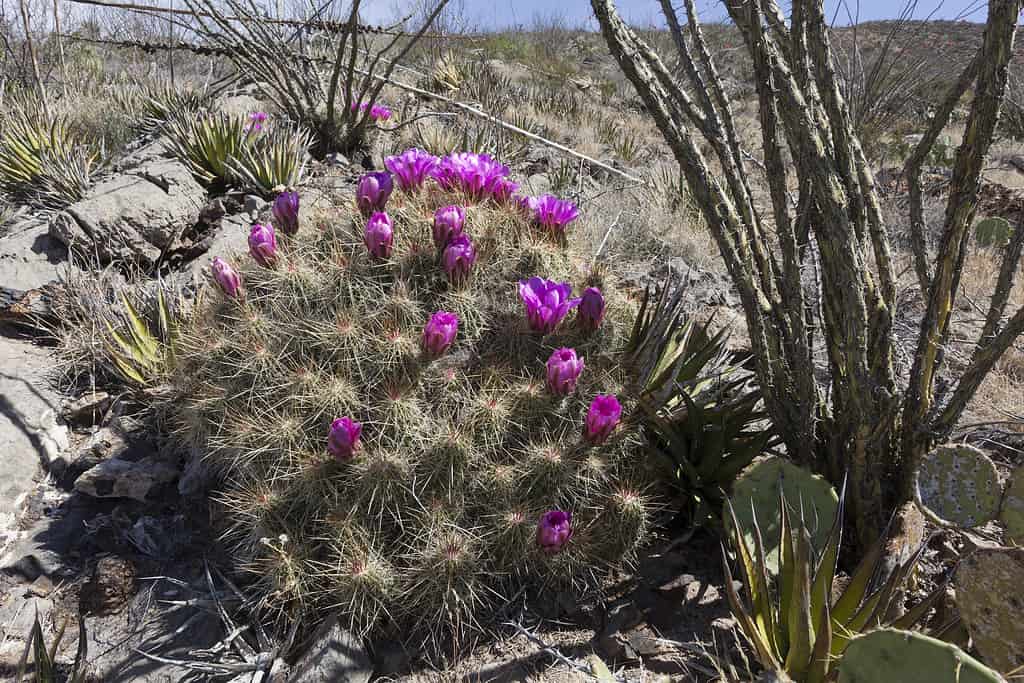 Strawberry hedgehog cactus, Echinocereus engelmannii