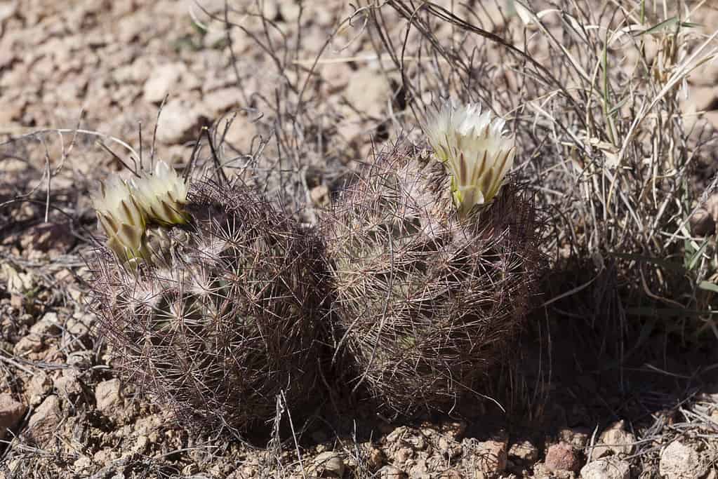 Echinomastus intertextus, Woven spine pineapple cactus