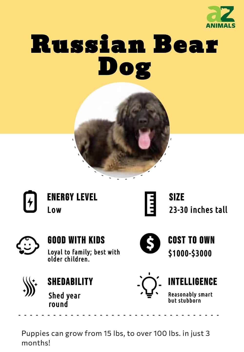 Dangerous russian best sale dog breeds