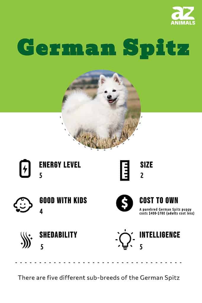 German hot sale spitz height