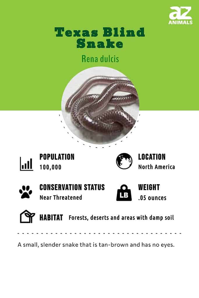 Texas blind snake infographic